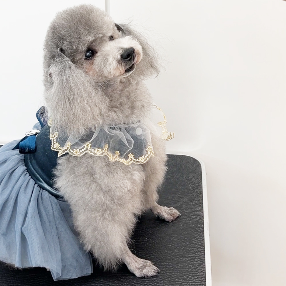 先生たちの愛犬へ…♪